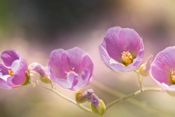 清新的花朵花卉图片